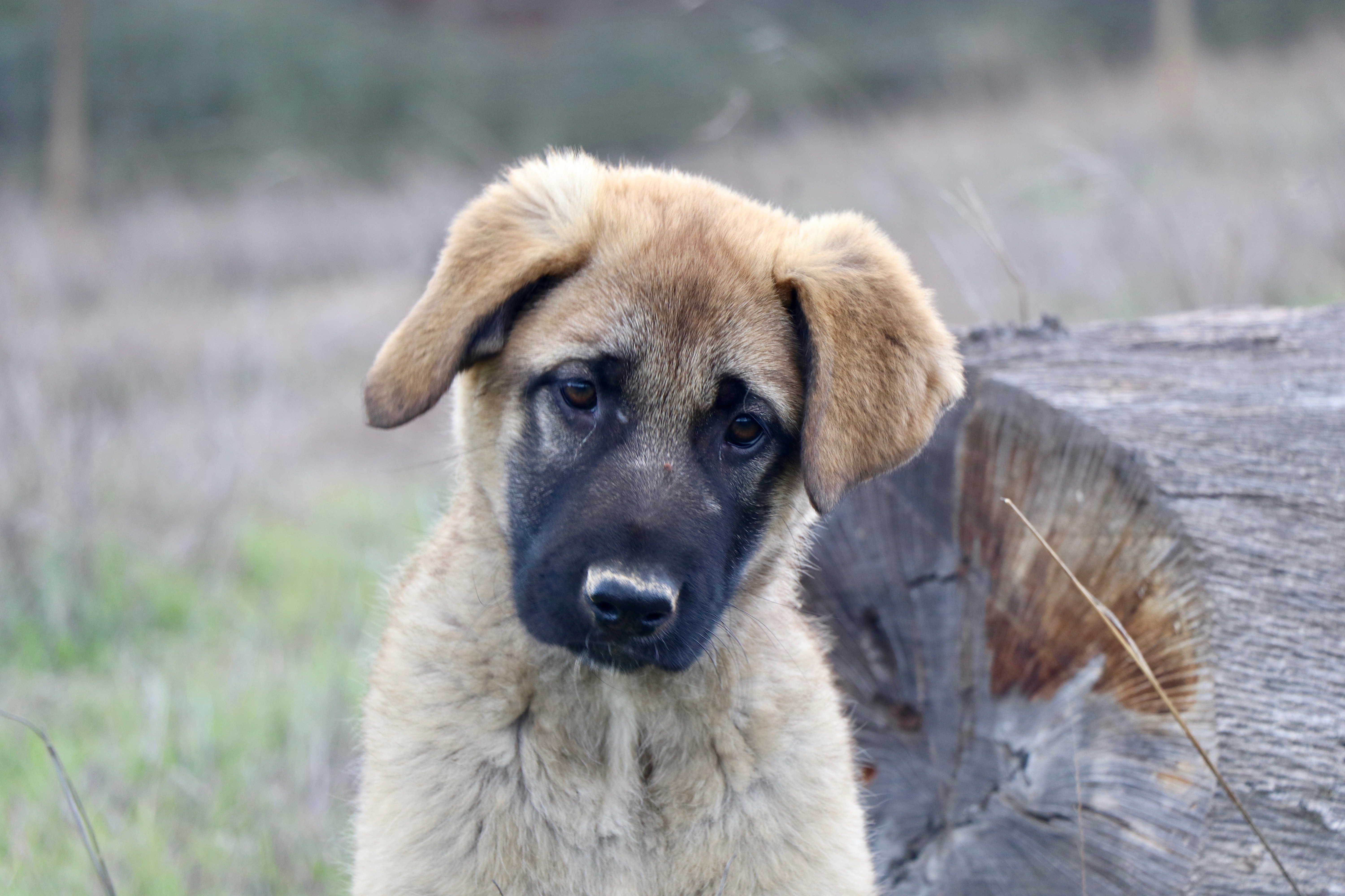 Bezighouden Beschietingen botsen Buitenlandse hond adopteren//ophalen van het vliegveld - Hond & Geluk