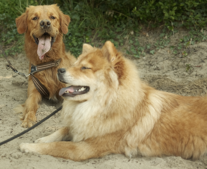 1-op-1 begeleiding Jorine Harry hondengedragstherapeut