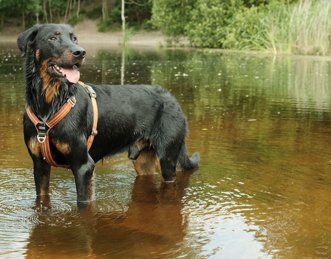 1-op-1 begeleiding Jorine Harry hondengedragstherapeut